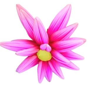 Location fleur gonflable Fuchsia